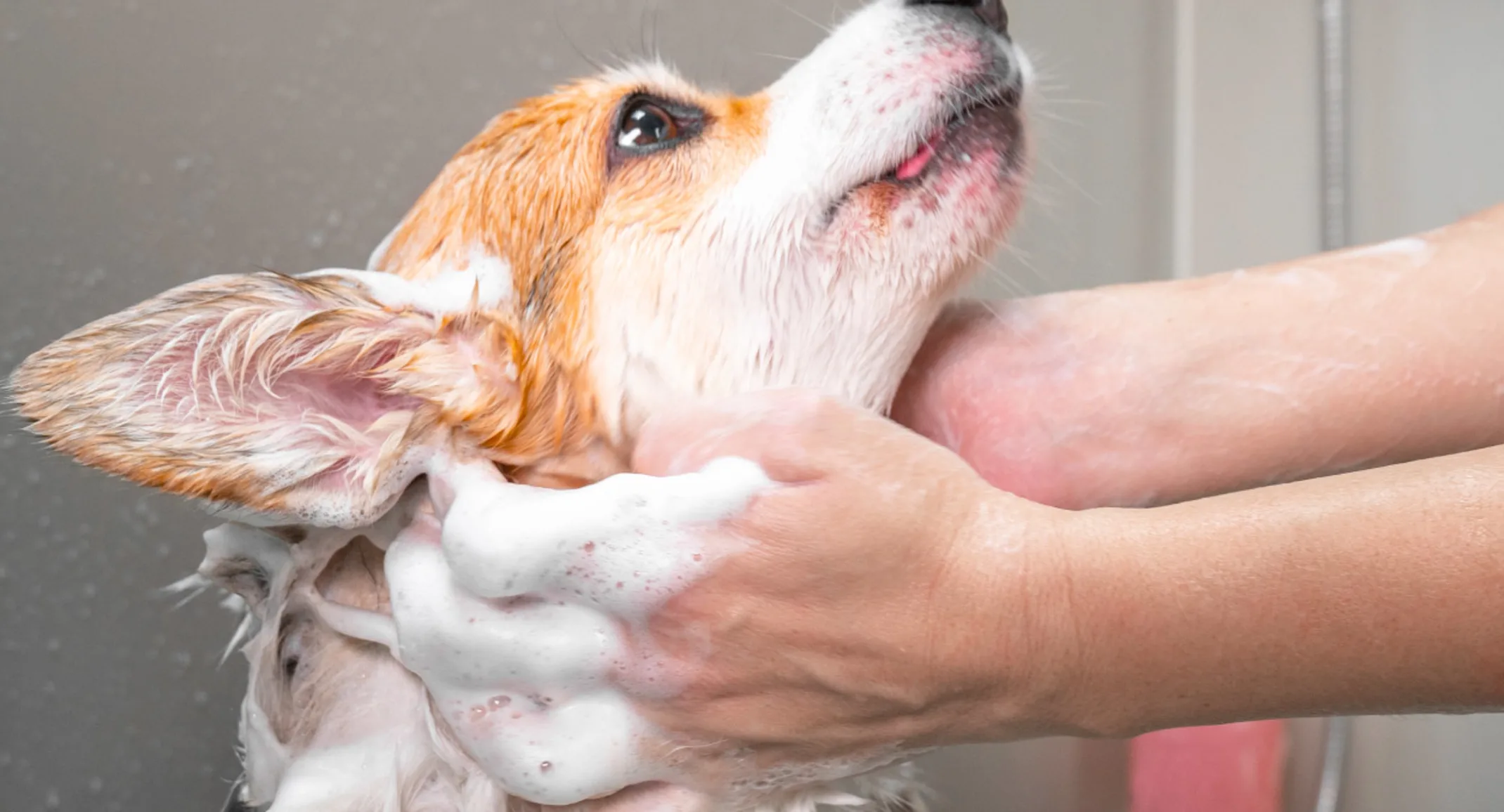 DOG IN BATHTUB DOG IN BATHTUB