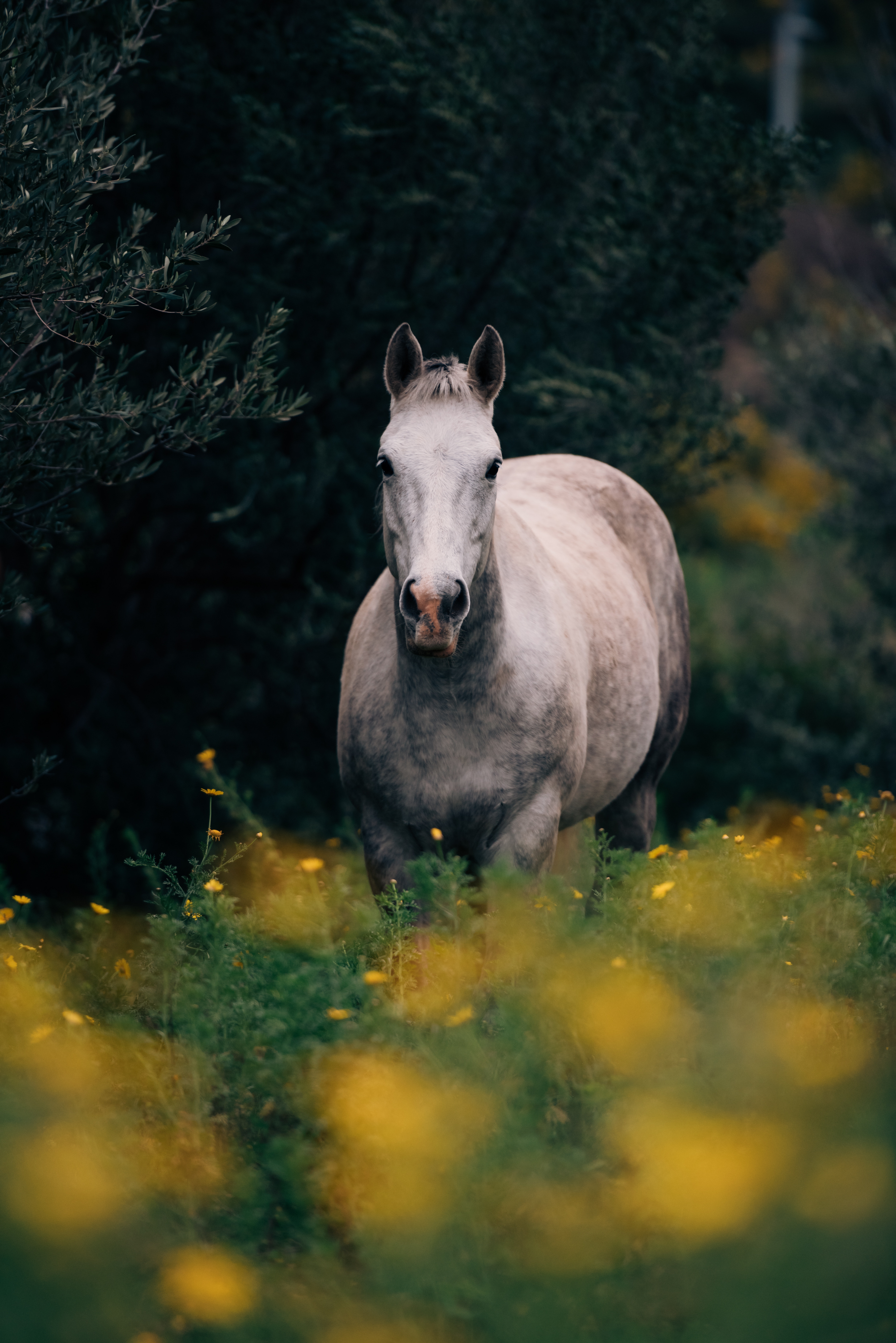 Horse walking through field of flowers