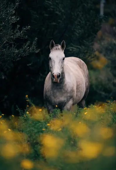 Horse walking through field of flowers
