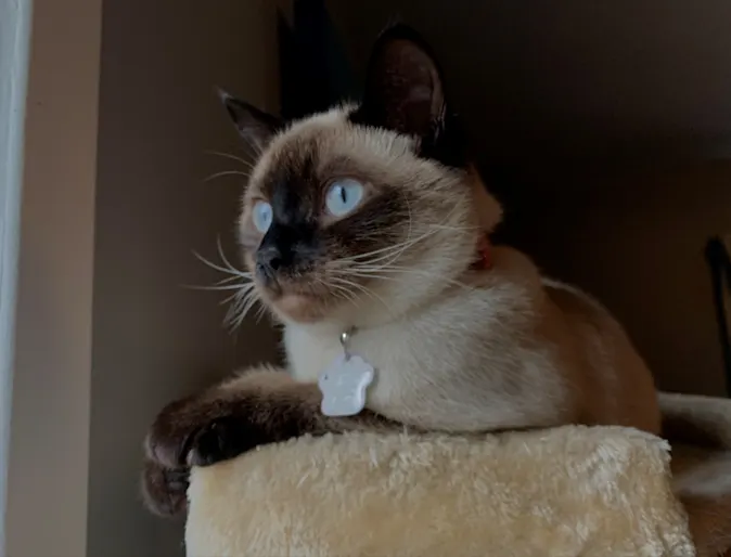 Siamese cat sitting in cat tower Siamese cat sitting in cat tower