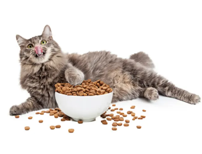 A gray cat lying down with food A gray cat lying down with food