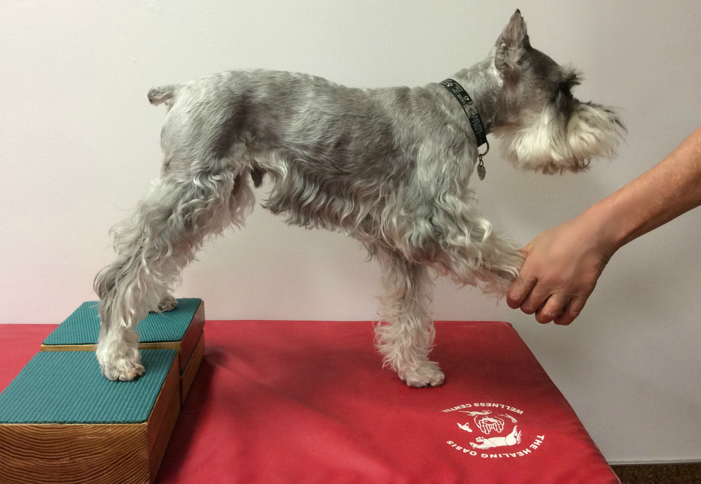 Dog getting help with moving its legs.