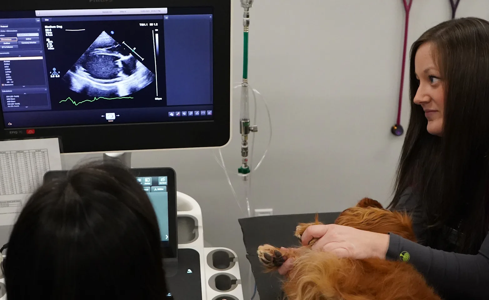 Veterinary staff examining the heart of a dog on a monitor Veterinary staff examining the heart of a dog on a monitor