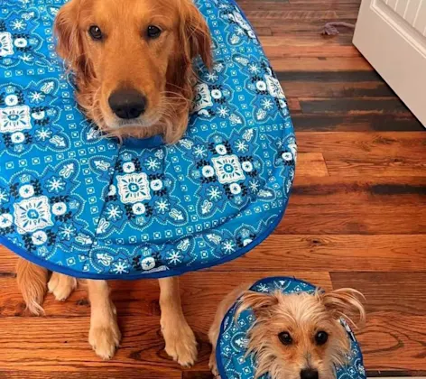 2 dogs in dog cones 2 dogs in dog cones