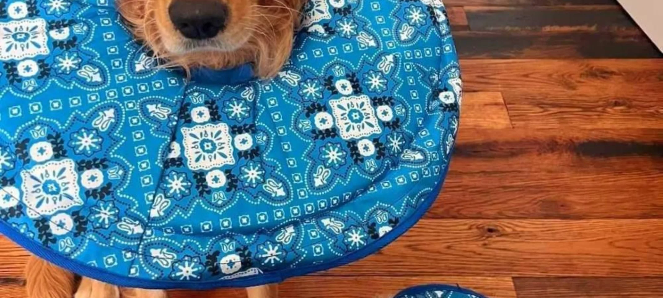 2 dogs in dog cones 2 dogs in dog cones