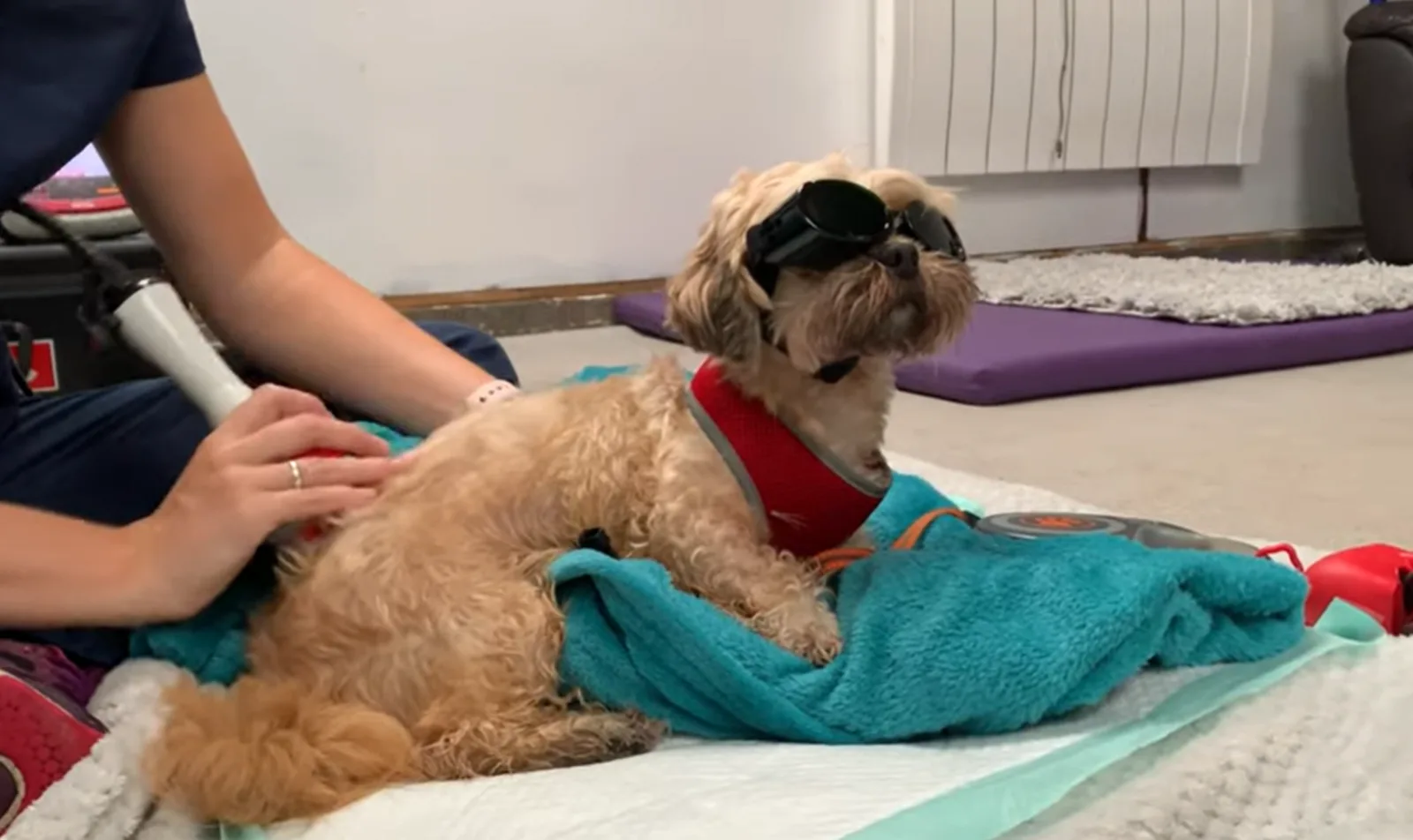 YouTube Cover Photo Dog "Minnie" Gets Successful IVDD treatment with Laser Therapy