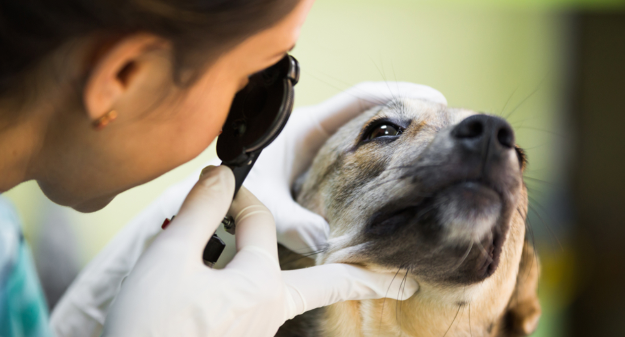 Close Up of Veterinarian Examining a Dog's Eyes