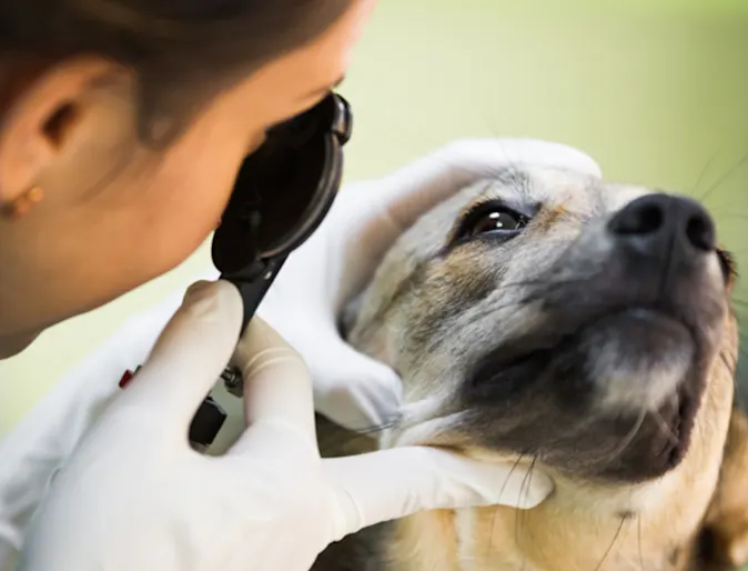 Close Up of Veterinarian Examining a Dog's Eyes Close Up of Veterinarian Examining a Dog's Eyes