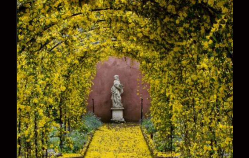 Garden with an arch covered in yellow flowers and a statue at the end of the arch