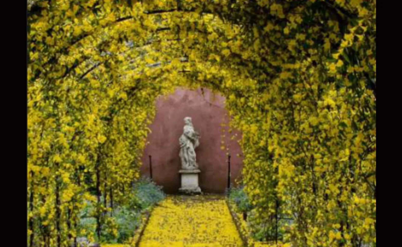 Garden with an arch covered in yellow flowers and a statue at the end of the arch Garden with an arch covered in yellow flowers and a statue at the end of the arch