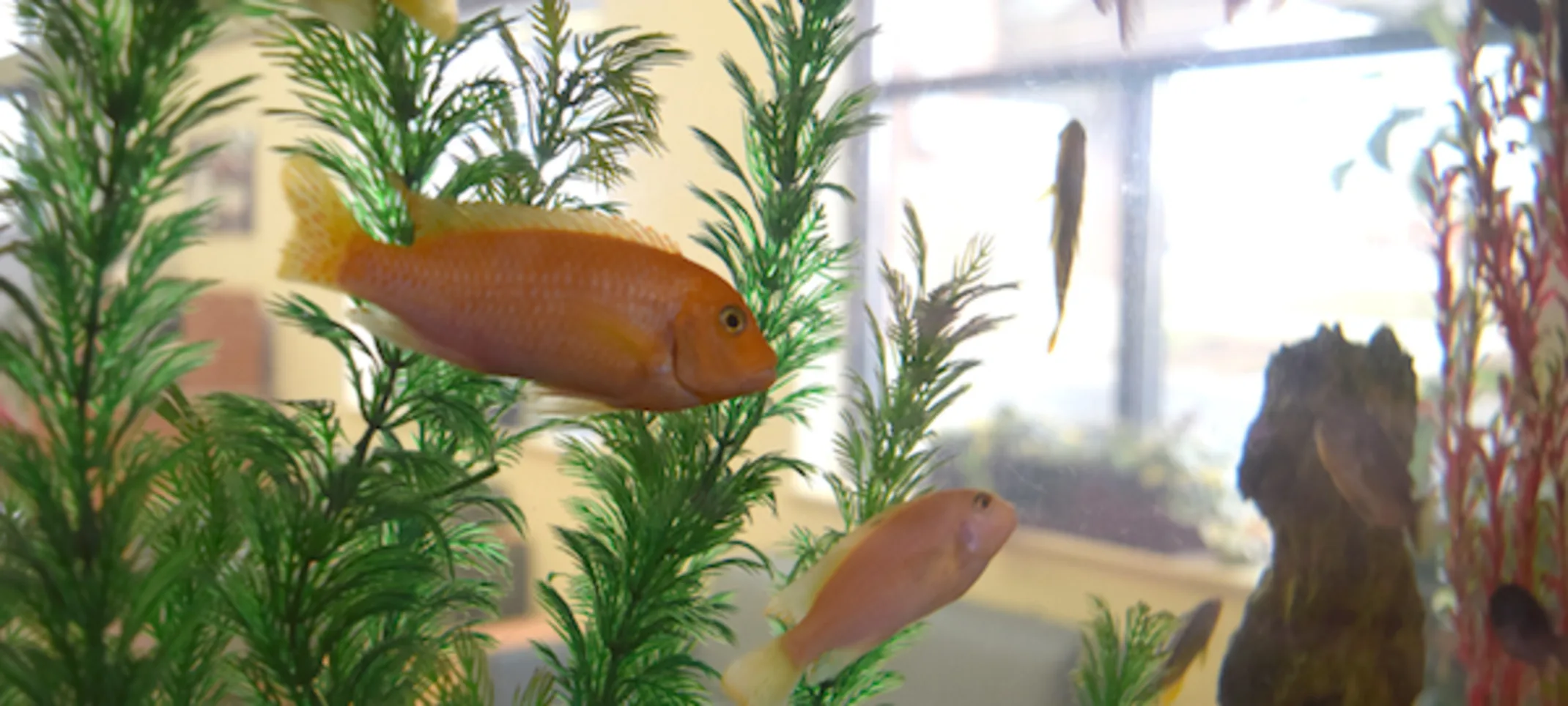 Aquarium with fish Aquarium with fish