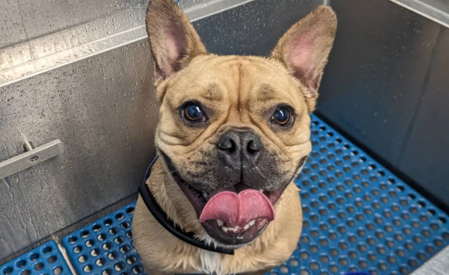 Tan dog with tongue out getting groomed