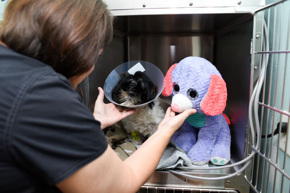 Dog receiving post-surgery care with purple and red stuffed animal puppy.