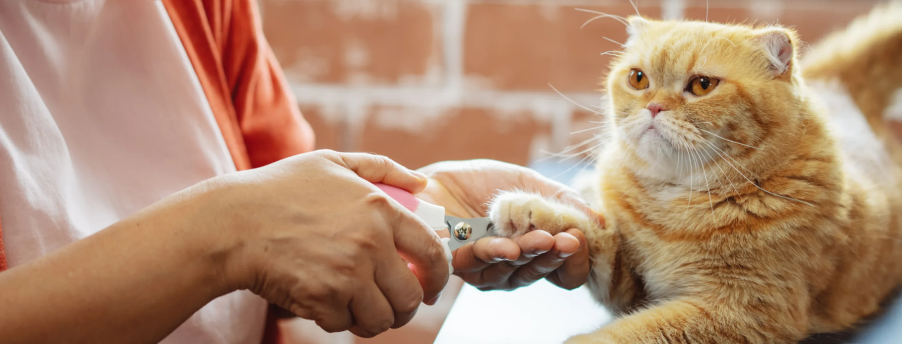 Orange Cat Getting a Nail Trim Orange Cat Getting a Nail Trim