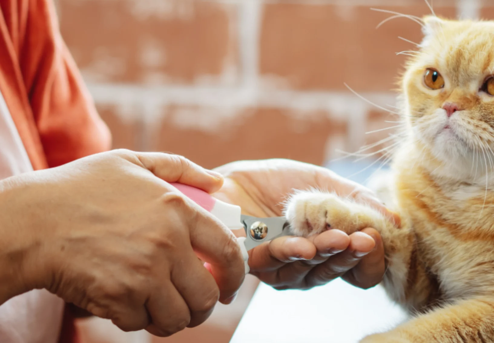 Orange Cat Getting a Nail Trim Orange Cat Getting a Nail Trim
