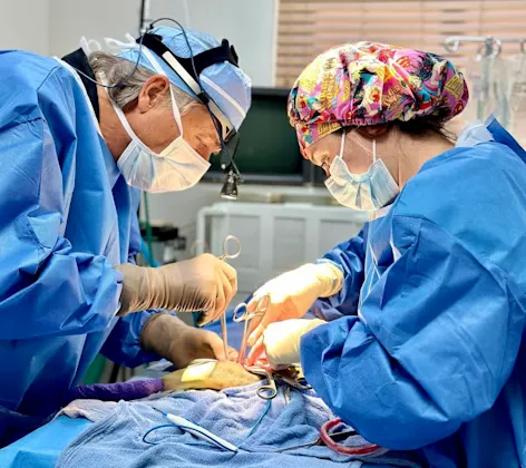 orthopedic surgery orthopedic surgery