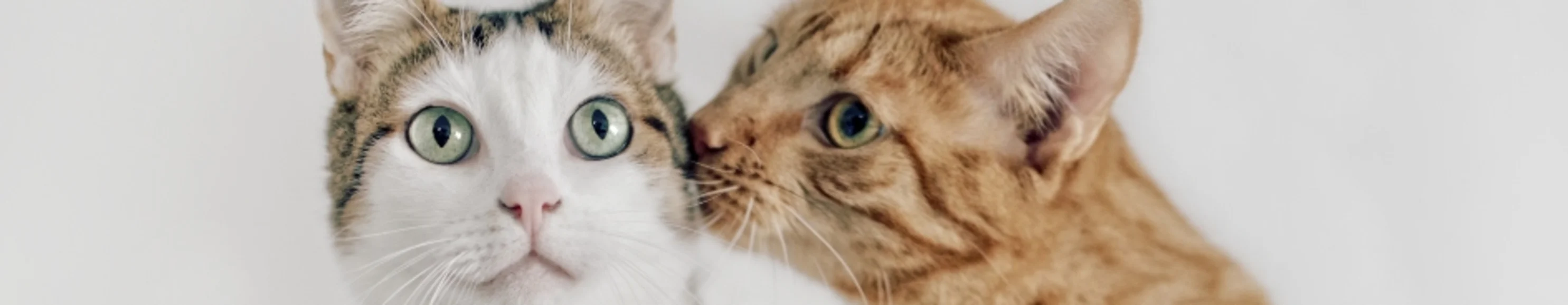 2 cats sitting next to each other inside of a home