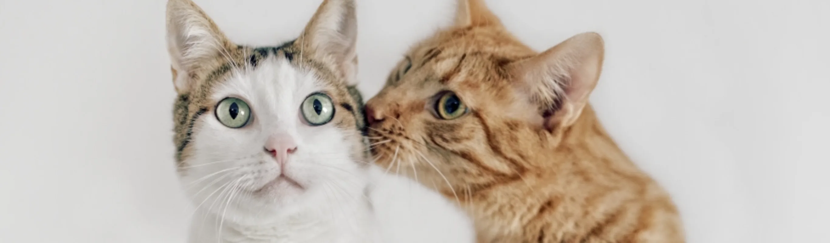 2 cats sitting next to each other inside of a home