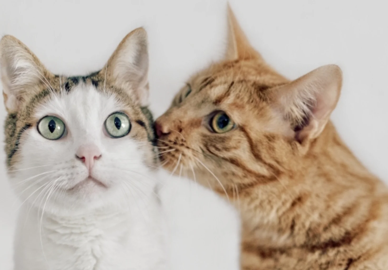 2 cats sitting next to each other inside of a home 2 cats sitting next to each other inside of a home