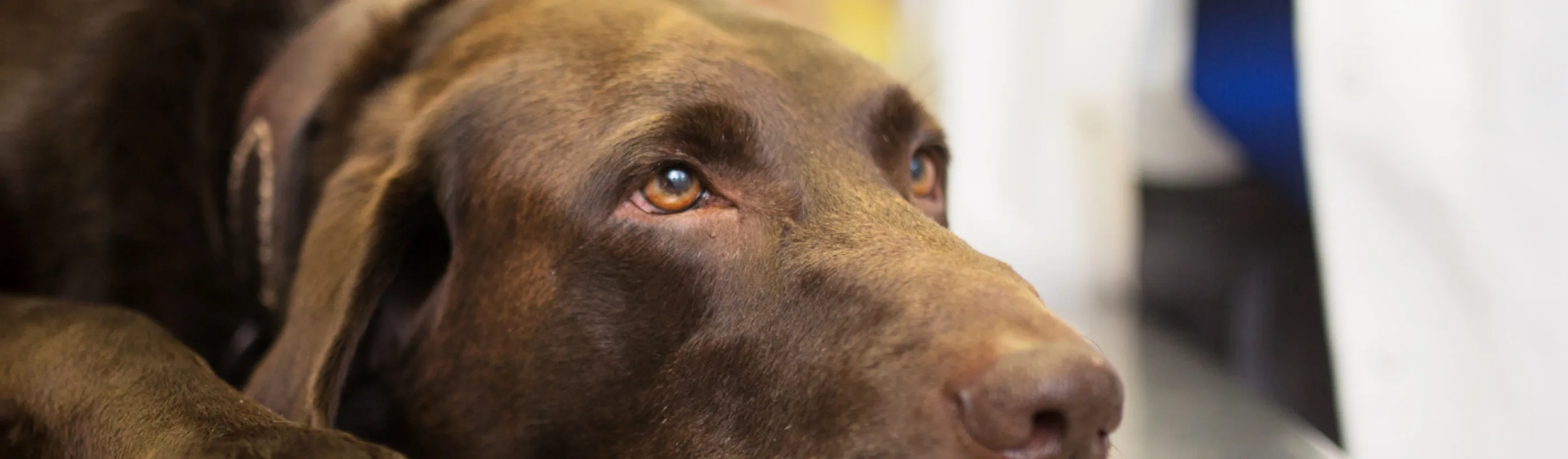 A photo of a chocolate lab laying on an exam table A photo of a chocolate lab laying on an exam table