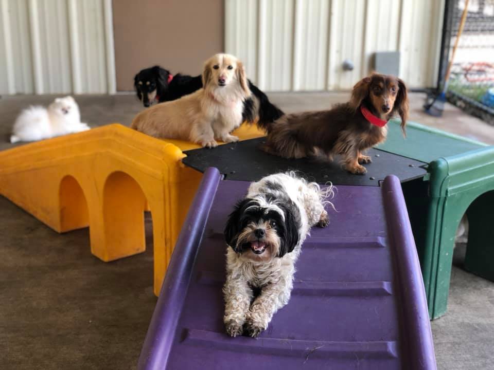 Little dogs on play toy