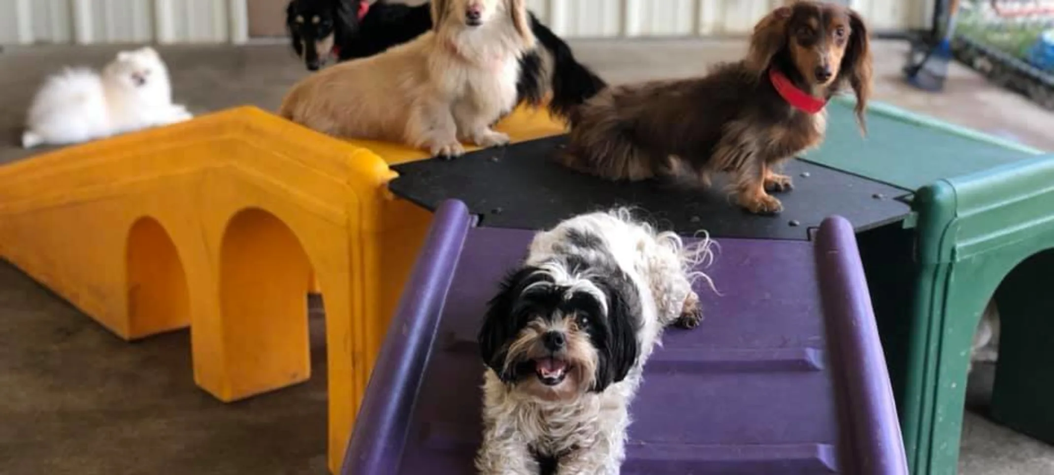 Little dogs on play toy Little dogs on play toy