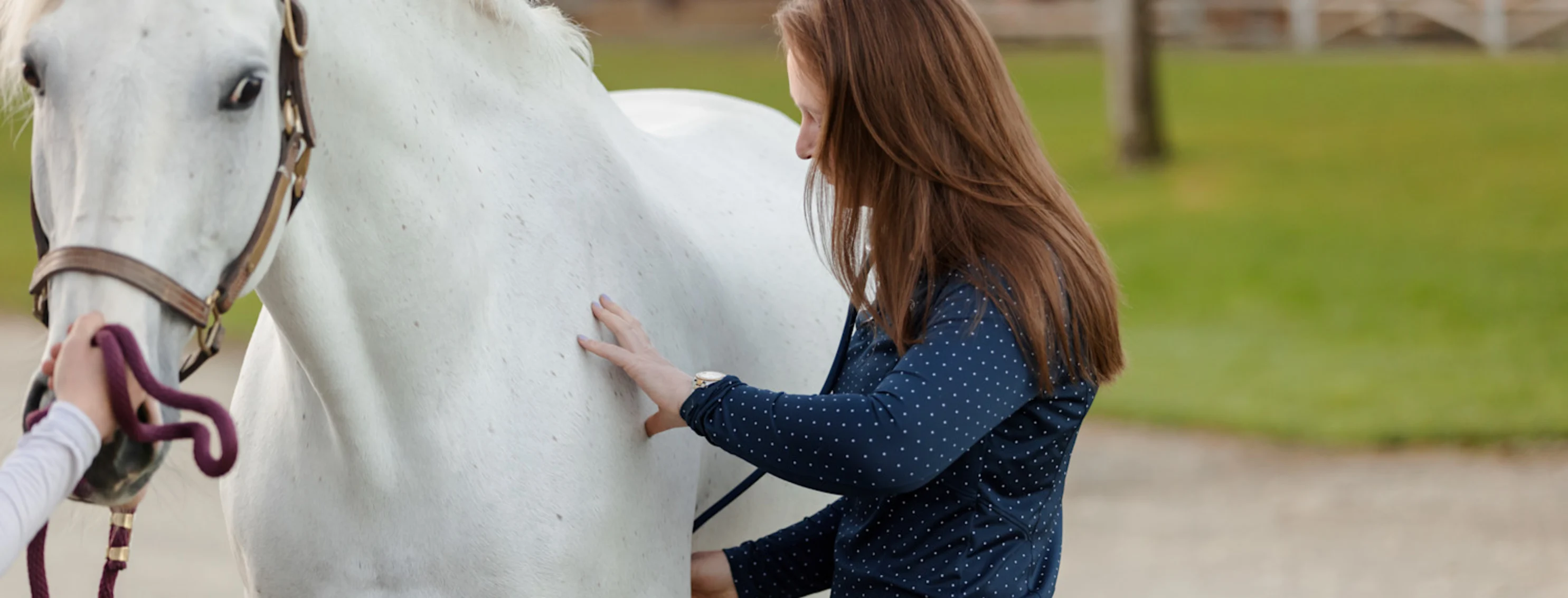 Veterinarian checking horse heart rate Veterinarian checking horse heart rate