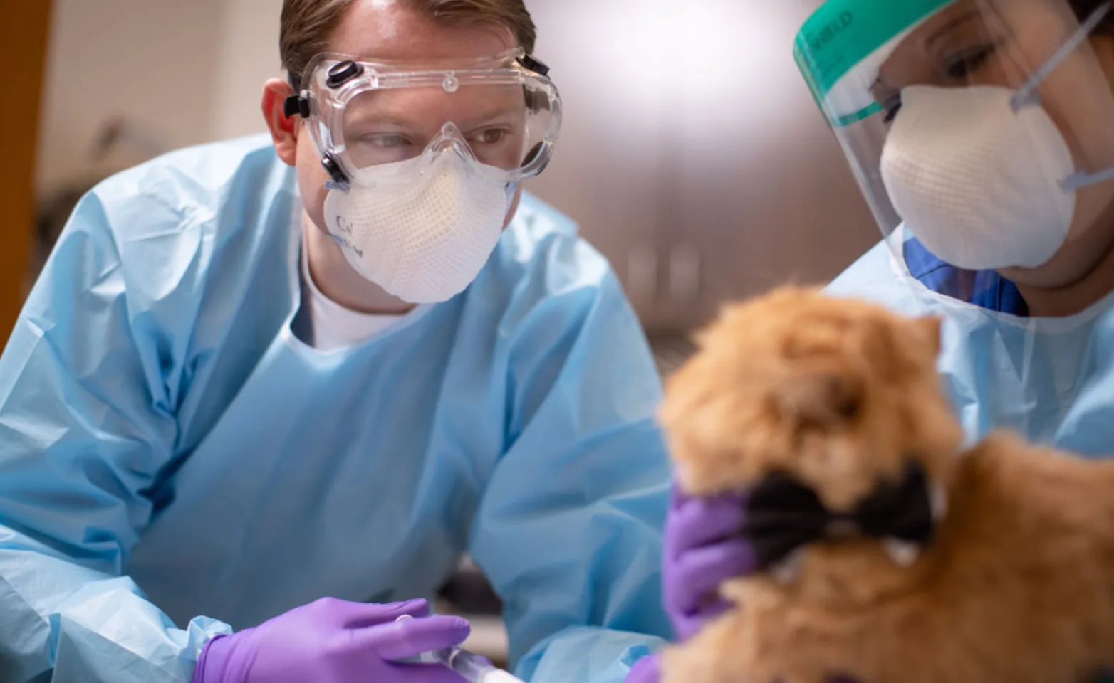 Cat Receiving a Chemo Cat Receiving a Chemo