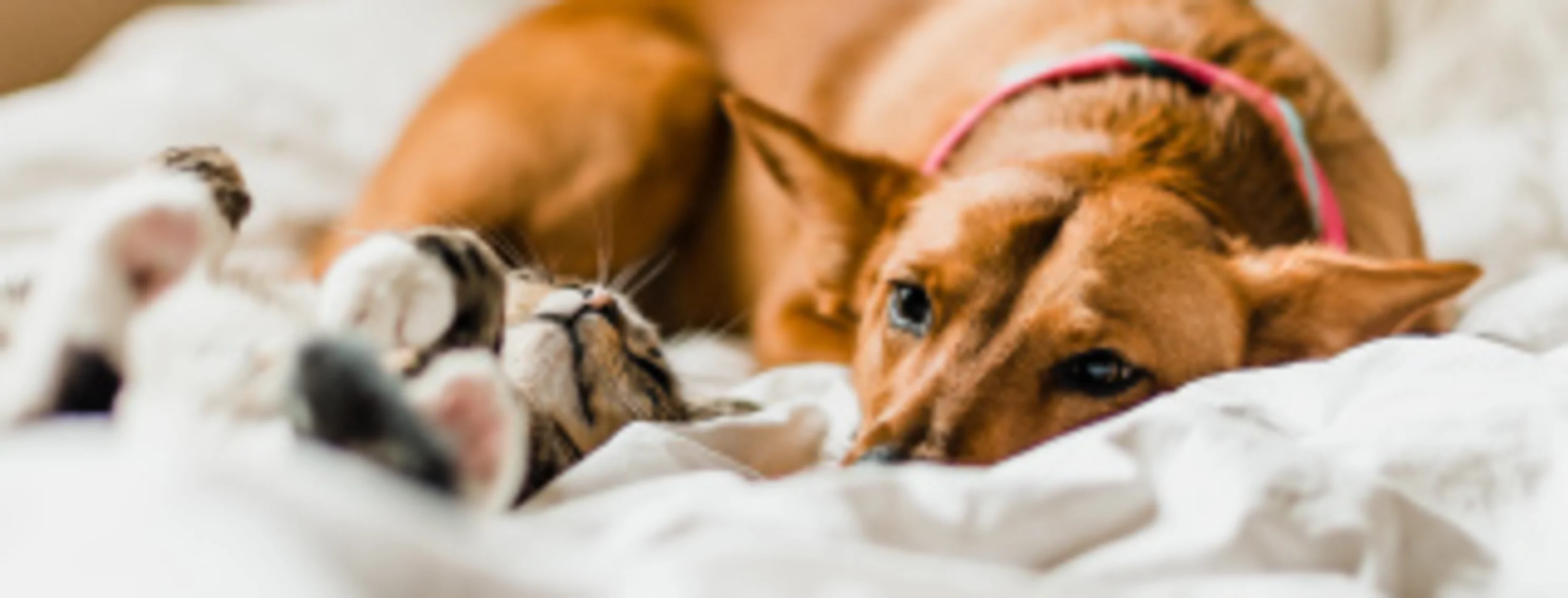 A dog and cat next to each other on a bed A dog and cat next to each other on a bed