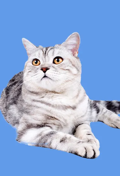cat laying against blue background