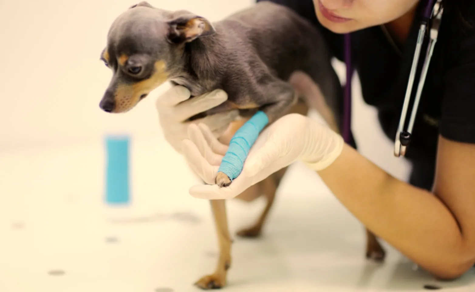 Veterinarian Helping a Dog with an Injured Leg Veterinarian Helping a Dog with an Injured Leg