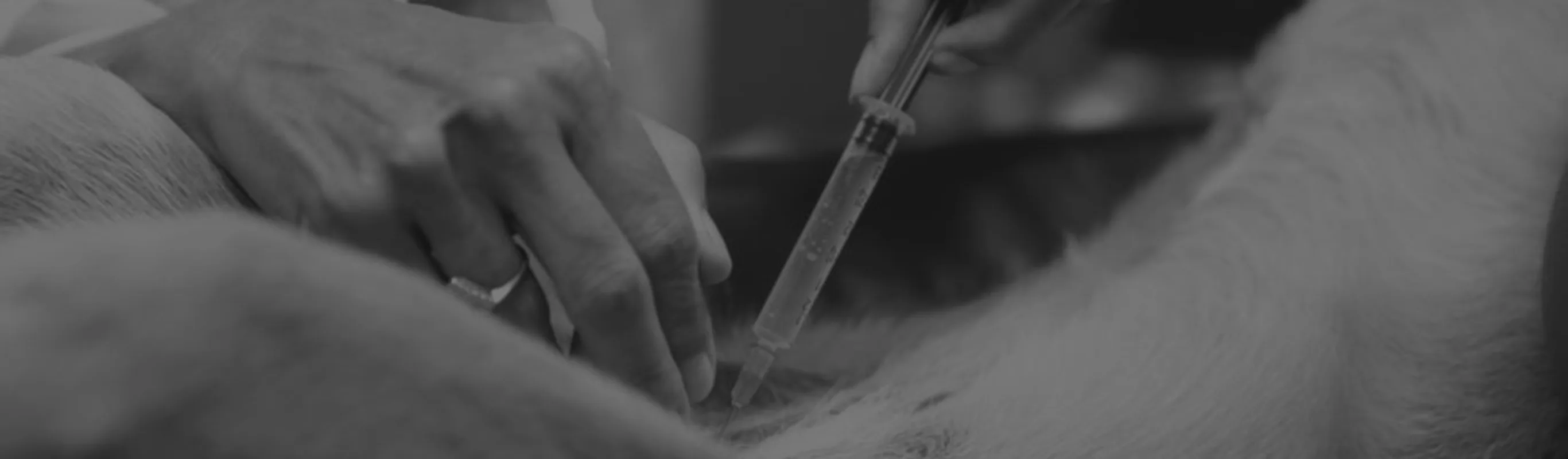 Black and white photo a doctor using a syringe  