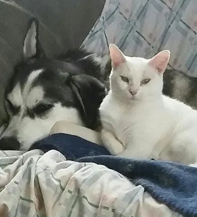 A cat and dog on a bed A cat and dog on a bed