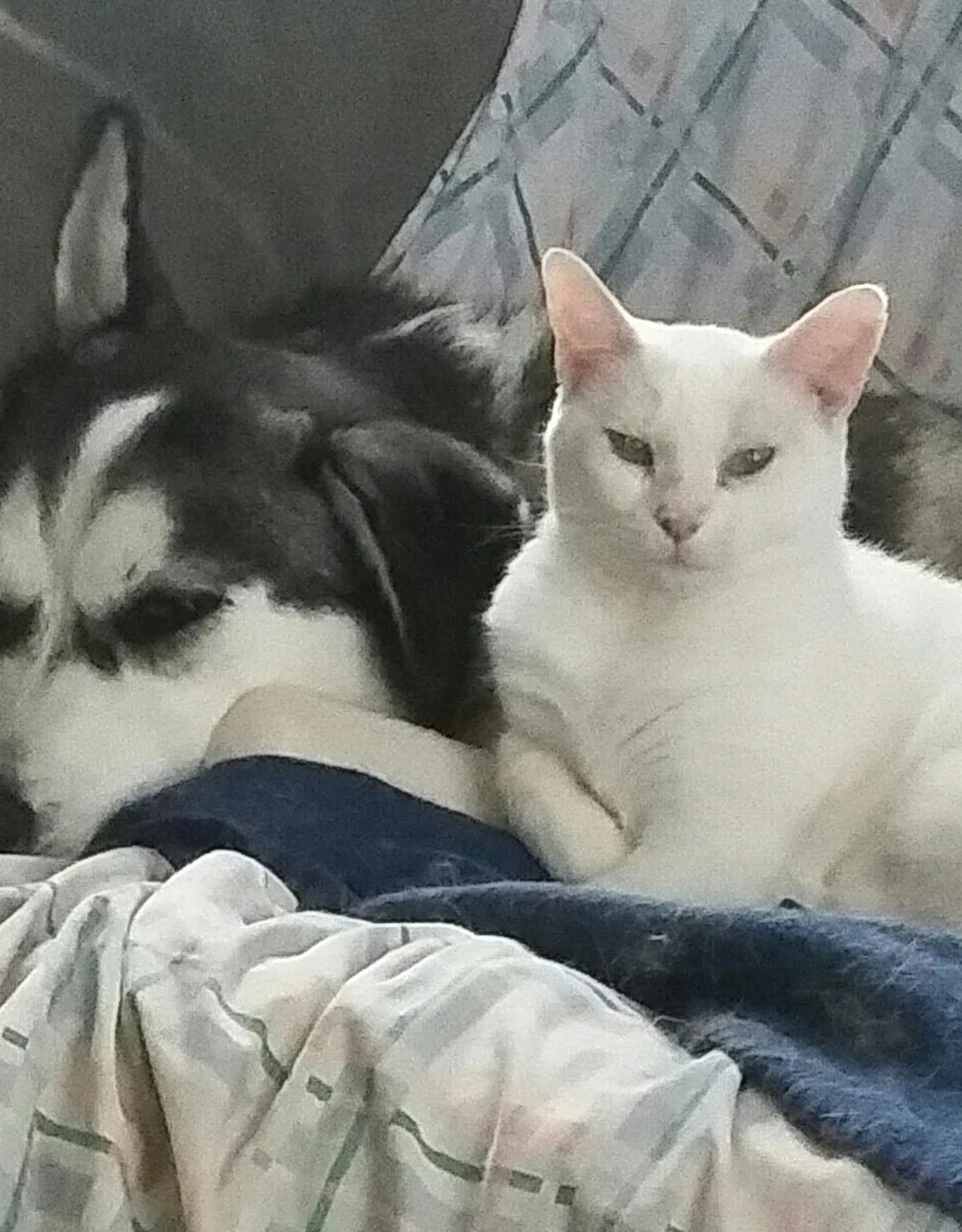 A cat and dog on a bed A cat and dog on a bed