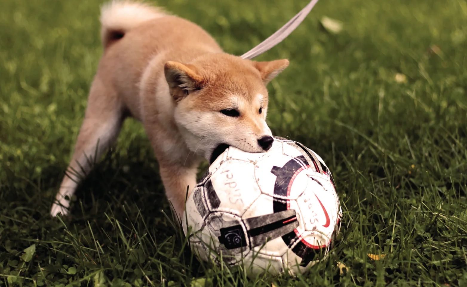 Little dog on a leash playing with a soccer ball in its mouth.