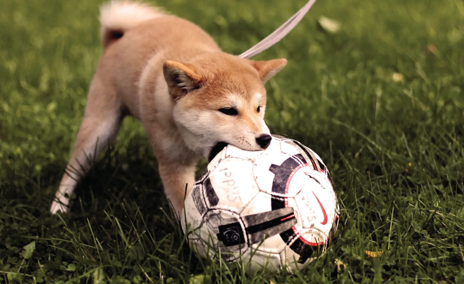 Little dog on a leash playing with a soccer ball in its mouth.