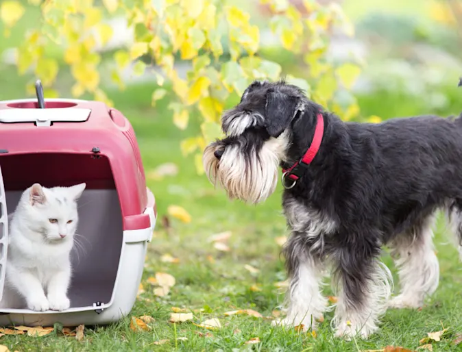 A Dog Looking at a Cat Sitting in a Crate Outside A Dog Looking at a Cat Sitting in a Crate Outside