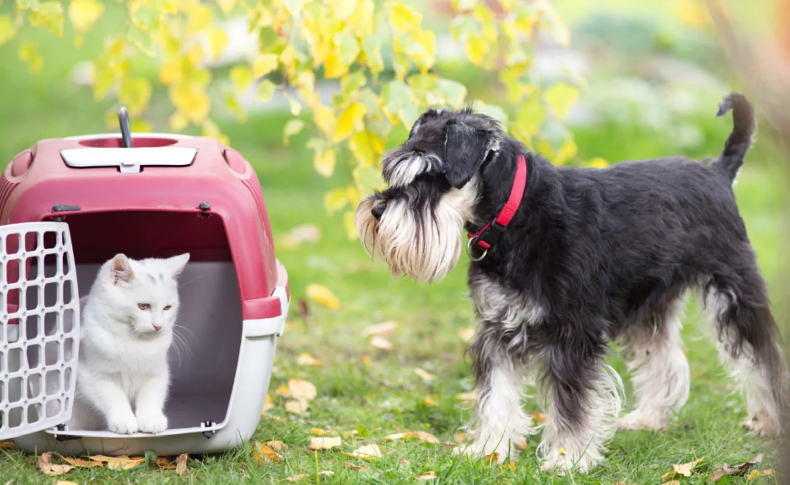 A Dog Looking at a Cat Sitting in a Crate Outside A Dog Looking at a Cat Sitting in a Crate Outside