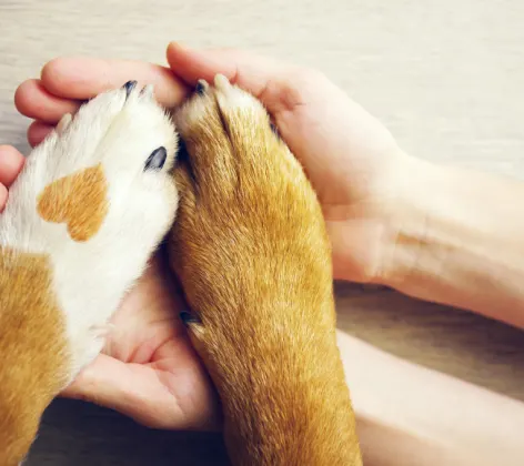 Tan and white paws with a heart print in human hands