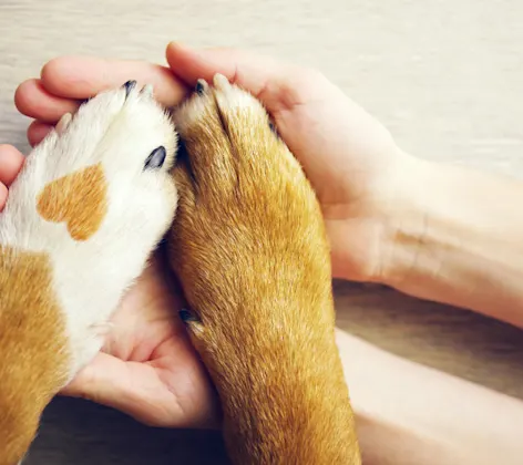 Tan and white paws with a heart print in human hands