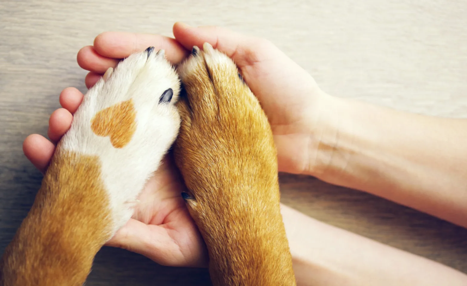 Tan and white paws with a heart print in human hands