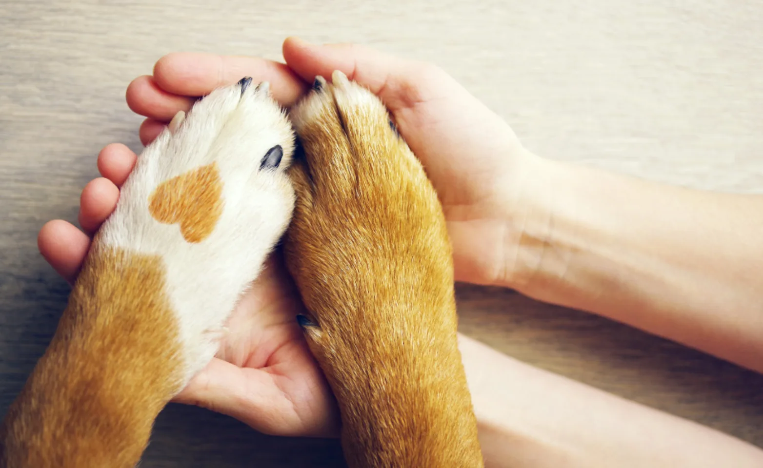 Tan and white paws with a heart print in human hands Tan and white paws with a heart print in human hands