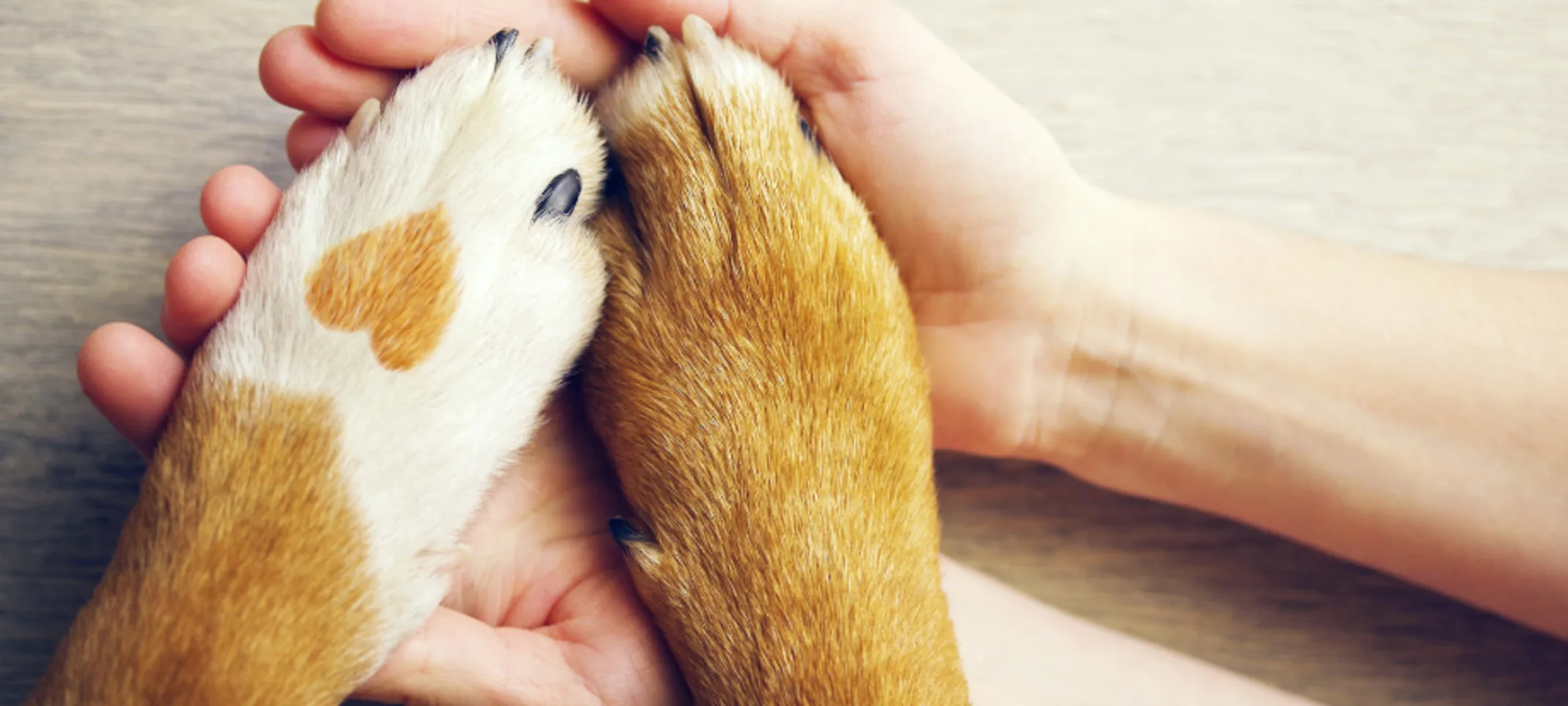 Tan and white paws with a heart print in human hands