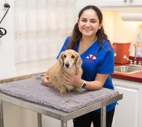 Staff member with a small brown dog at The Animalife Veterinary Center at Mission Hills Staff member with a small brown dog at The Animalife Veterinary Center at Mission Hills