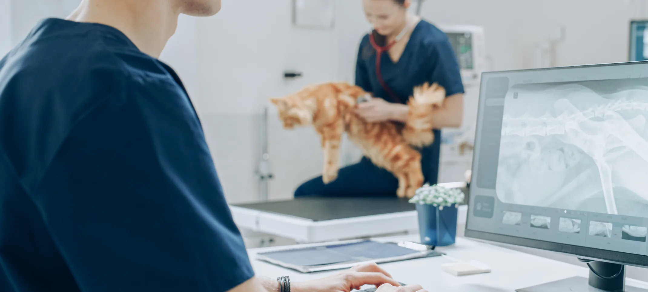 Staff member looking at an x ray Staff member looking at an x ray
