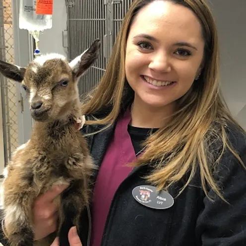 Staff Holding Goat
