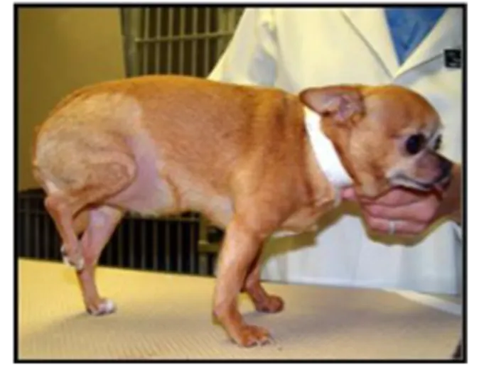 Small dog with MPL Small dog with MPL