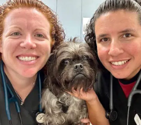 Oncology Team at Cherry Hill Animal Hospital Oncology Team at Cherry Hill Animal Hospital