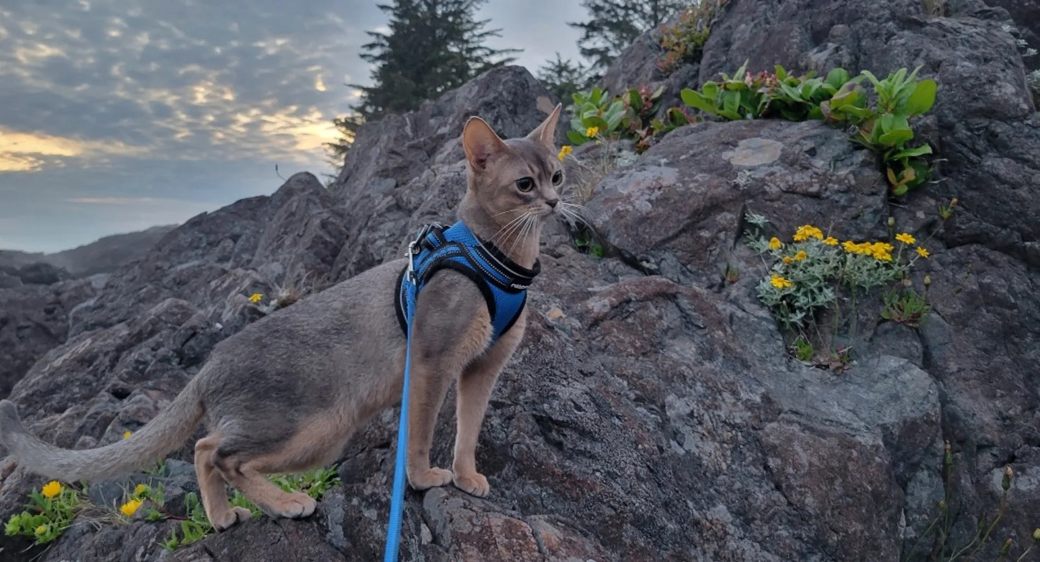 Grey cat wearing a blue harness standing on a rock. Grey cat wearing a blue harness standing on a rock.