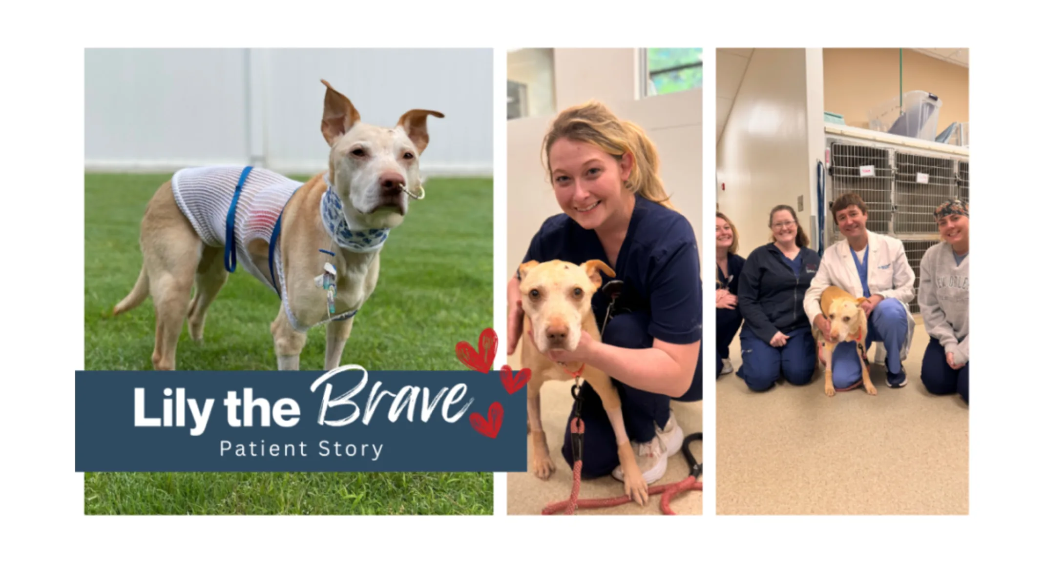 Lily the Brave Lily the Brave